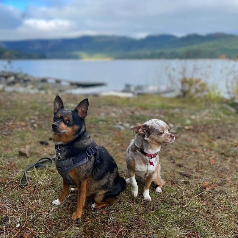 dogs by the lake
